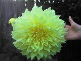 Dahlia