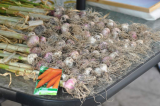 Garlic 2010