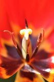 Tulip Number One