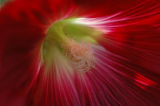 Hollyhock