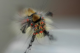 Caterpillar