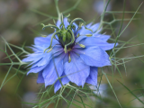 Nigella