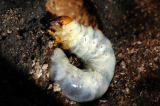 Larvae
