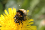 Bees
