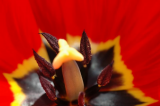Tulip Macro