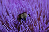 Busy Bee and Artichoke