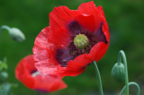 Poppies