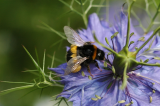 Bee and Nigella