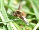 Fly Thing