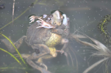 Frog Orgy