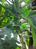 Sprout