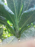 Not a sprout