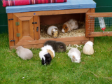 Guineas