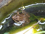 Frog in a bucket