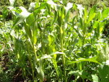 Ashworth Sweet Corn