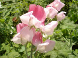 Sweet Pea