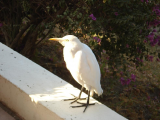 Breakfast bird
