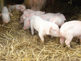 Piglets