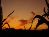 Sunset at the lottie