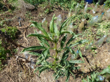 contaminated broadbean 2