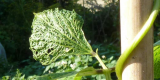 Runner bean leaf
