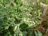 Tomato contaminated