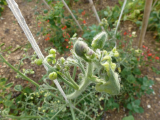 another tomato
