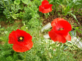 Poppies
