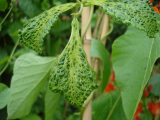 Contaminated beans