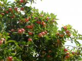 Apples