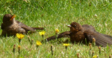 Sunbathers