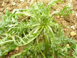 Little Weed