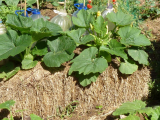 Courgette on bale
