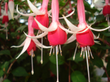 Fushia