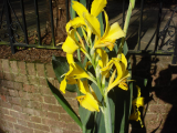 Flag Iris Wisley