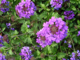 Verbena Wisley