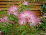 Fluffy Flower Wisley