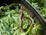 Mrs Snake