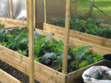 raised beds