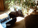 Willow