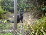 Harvey