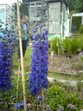 Ted and Delphiniums