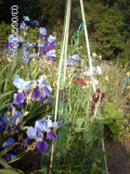 Iris and Sweet Peas
