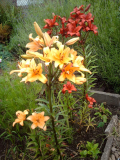 In bloom this week