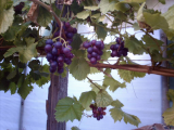 Grapes
