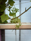 Grape progress
