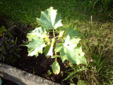 mystery plant