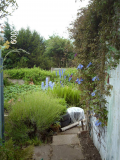 The garden gate