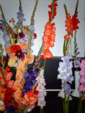 Gladioli