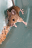 Squeak